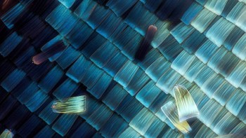  Foto sayap ngengat. Karya Ji Yuan. Foto: Nikon Small World