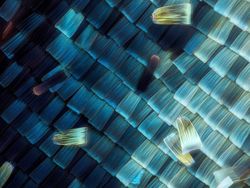 Keindahan Dunia Mikroskopis yang Memukau Mata