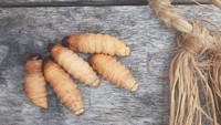 Ulat sagu didapatkan dari batang pohon sagu yang tua dan biasanya sudah tumbang. Bagian dalam batang pohon sagu ini penuh dengan zat tepung yang menjadi makanan ulat-ulat ini (Hari Suroto/Balai Arkeologi Papua/Istimewa)