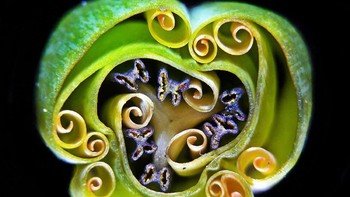Potongan melintang tunas bunga tulip. Karya Andrei Savitsky. Foto: Nikon Small World 