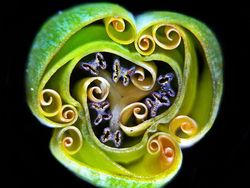 Keindahan Dunia Mikroskopis yang Memukau Mata