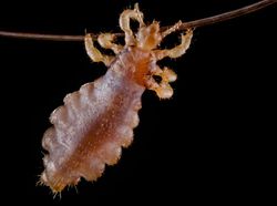 Keindahan Dunia Mikroskopis yang Memukau Mata