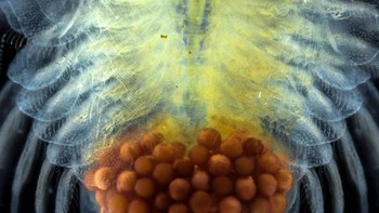 Telur dalam udang. Karya Omid Golzar. Foto: Nikon Small World 