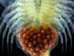 Keindahan Dunia Mikroskopis yang Memukau Mata