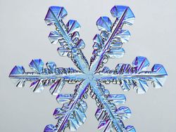 Keindahan Dunia Mikroskopis yang Memukau Mata