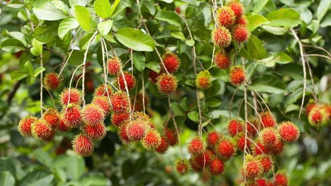 Musim Rambutan, Ini Fakta Menarik Tentang Rambutan