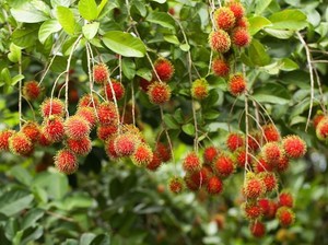 Musim Rambutan, Ini Fakta Menarik Tentang Rambutan