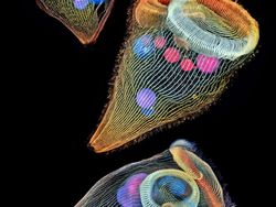 Keindahan Dunia Mikroskopis yang Memukau Mata