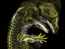 Keindahan Dunia Mikroskopis yang Memukau Mata