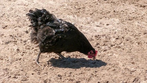 A free range domestic black color poultry chicken on an agriculture farm, scratching and pecking in dirt while foraging for its food.