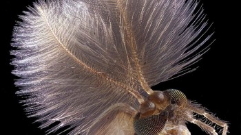 Nyamuk jantan, karya Jan Rosenboom. Foto: Nikon Small World