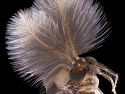 Keindahan Dunia Mikroskopis yang Memukau Mata