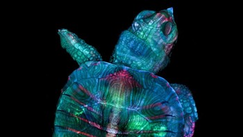 Embrio penyu neon, karya Teresa Zgoda dan Teresa Kugler. Foto: Nikon Small World