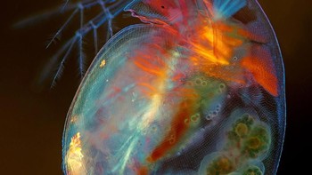 Kutu air yang tengah hamil. Karya Marek Mis.  Foto: Nikon Small World