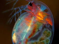 Keindahan Dunia Mikroskopis yang Memukau Mata