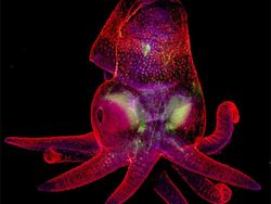 Keindahan Dunia Mikroskopis yang Memukau Mata