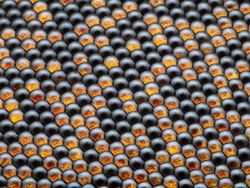 Keindahan Dunia Mikroskopis yang Memukau Mata