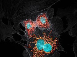 Keindahan Dunia Mikroskopis yang Memukau Mata