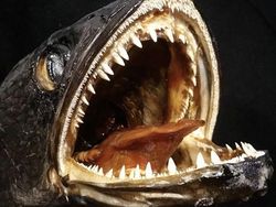 Deretan Foto Mumi Ikan Monster yang Menyeramkan
