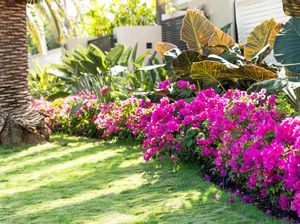 5 Kesalahan Rawat Taman Ini Bisa Mengundang Hama ke Rumah, Hindari!