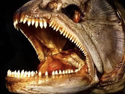 Deretan Foto Mumi Ikan Monster yang Menyeramkan
