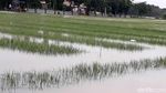 Tanaman Bawang di Brebes Gagal Panen Akibat Banjir