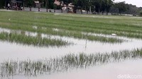 Banjir yang menenggelamkan tanaman bawang ini akibat guyuran hujan pada akhir tahun. 