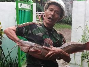 Cantik Banget Lele Barbie Ikan Lele Dengan Kulit Berwarna Pink