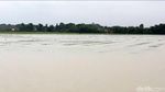 Tanaman Bawang di Brebes Gagal Panen Akibat Banjir
