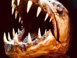 Deretan Foto Mumi Ikan Monster yang Menyeramkan