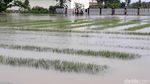 Tanaman Bawang di Brebes Gagal Panen Akibat Banjir