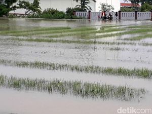Perubahan Iklim Nyata, Sentra Bawang di Brebes Terdampak
