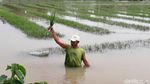 Tanaman Bawang di Brebes Gagal Panen Akibat Banjir