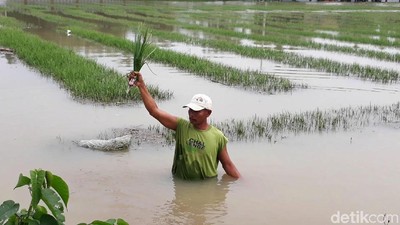 Tanaman Bawang di Brebes Gagal Panen Akibat Banjir