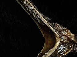 Deretan Foto Mumi Ikan Monster yang Menyeramkan
