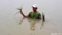 Sejak tanaman terendam banjir, tidak terlihat petani yang melakukan panen dini. 