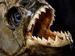 Deretan Foto Mumi Ikan Monster yang Menyeramkan