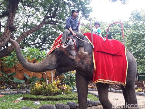 Libur Tahun Baru, Pengunjung Kebun Binatang Surabaya Capai 40 Ribu