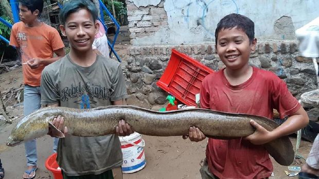Lebak Diterjang Banjir Bandang, Warga di Hilir Rebutan 'Ikan Mabuk'
