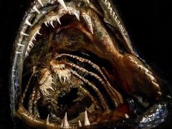 Deretan Foto Mumi Ikan Monster yang Menyeramkan