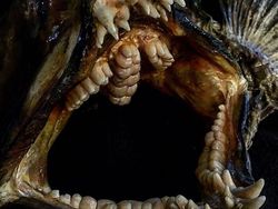 Deretan Foto Mumi Ikan Monster yang Menyeramkan