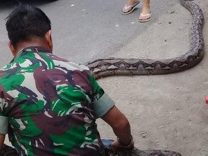 Warga Bukukumba Sulsel Kaget, Ular Piton 7 Meter Tiba-tiba Muncul di Kebun