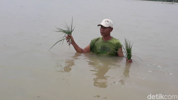 Terendam Banjir, 300 Ha Tanaman Bawang di Brebes Dipastikan Busuk