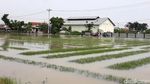 Tanaman Bawang di Brebes Gagal Panen Akibat Banjir