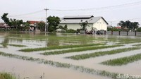 Lahan bawang merah yang terendam tersebar di lima desa di Kecamatan Wanasari. Lima desa itu masing masing Desa Wanasari, Tanjungsari, Sisalam, Sidamulya dan Sigentong.