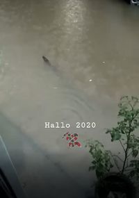 Ular yang berenang digenangan banjir