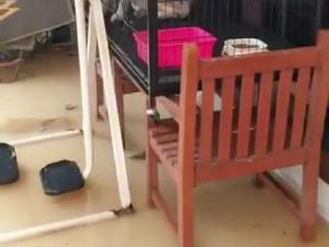 Warga Kelapa Gading Terobos Banjir, Selamatkan Anjing Milik Tetangga