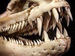 Deretan Foto Mumi Ikan Monster yang Menyeramkan
