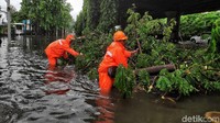 Petugas mengevakuasi pohon yang tumbang akibat banjir.