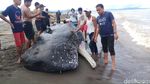 Bangkai Paus Berukuran  9 Meter Terdampar di Mamuju